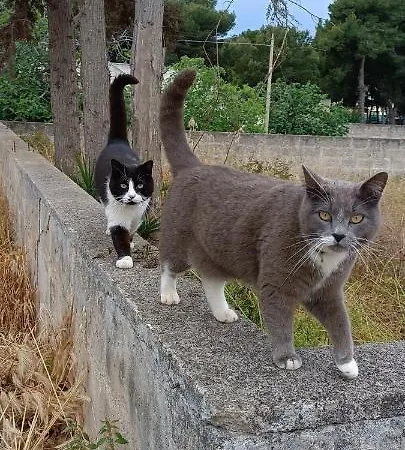 La Luna 게스트하우스 포르토 세자레오